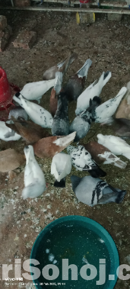 কবুতর বিক্রয়